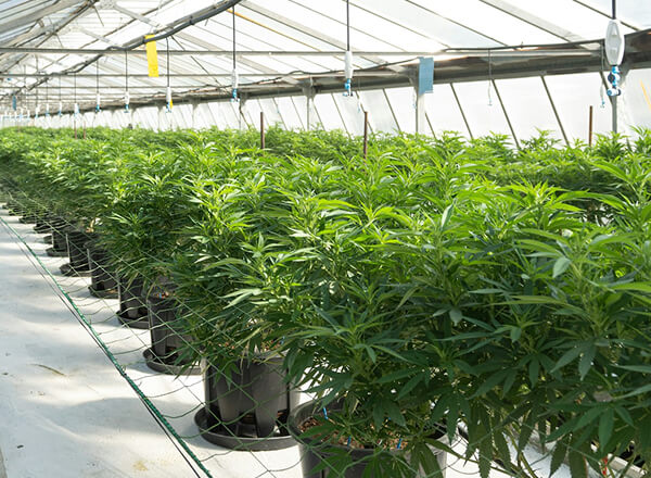 Rows of cannabis plants growing in pots inside a greenhouse with natural light coming through the glass roof.
