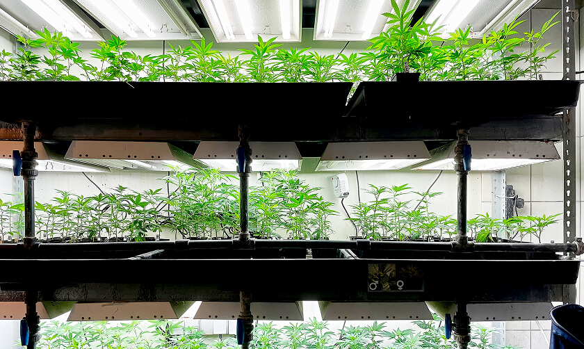 Rows of green plants growing under artificial lights on stacked shelves in an indoor hydroponic growing system.