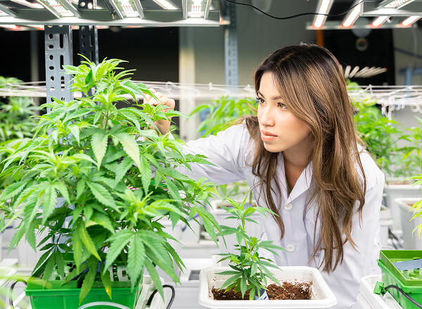 A woman in a white lab coat examines cannabis plants growing under artificial lights in an indoor laboratory setting.