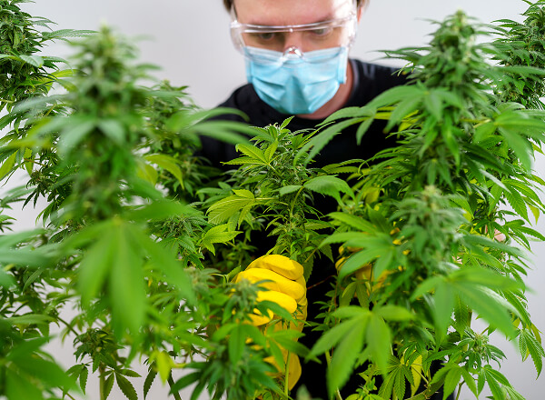 Person wearing safety glasses, face mask, and yellow gloves tending to cannabis plants indoors.