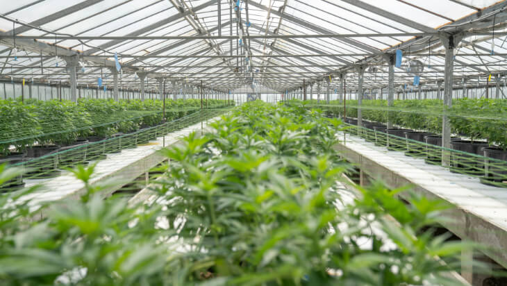 Rows of green plants in pots, including medicinal cannabis, are growing inside a large greenhouse with a transparent roof and sturdy support beams.